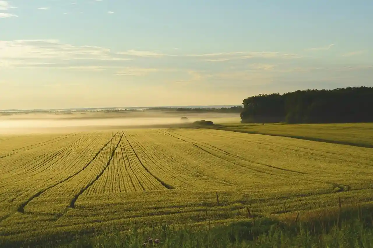 Golden sunrise over open agricultural fields for MaadiVeedu land investment opportunities